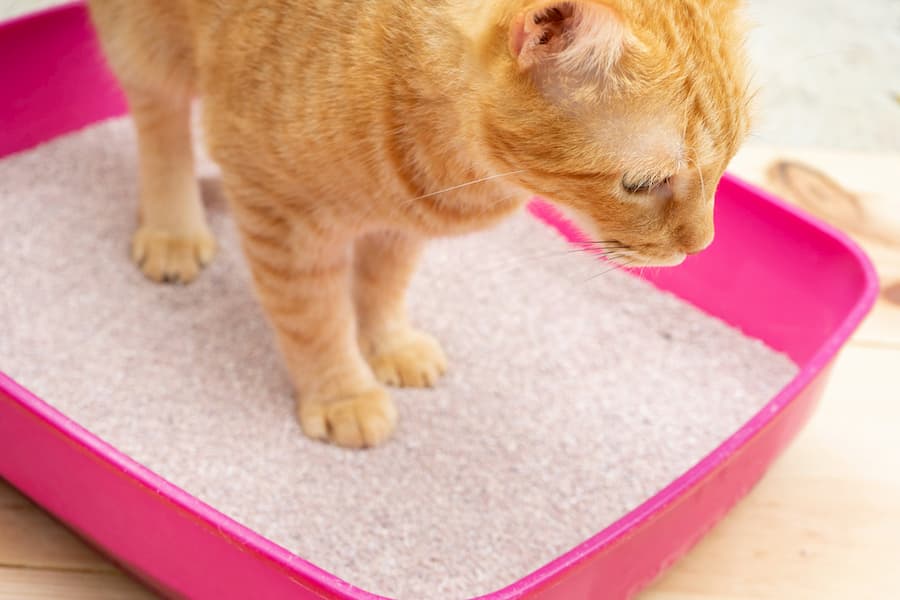 Litter Box Training For Your New Cat